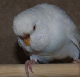 samicka