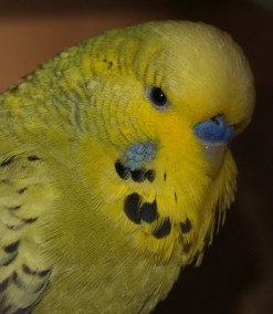 samecek